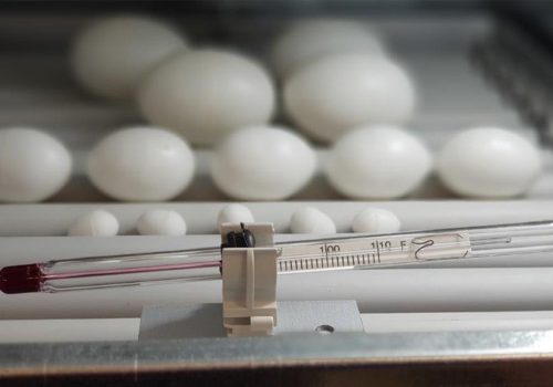50 bird - thermometer