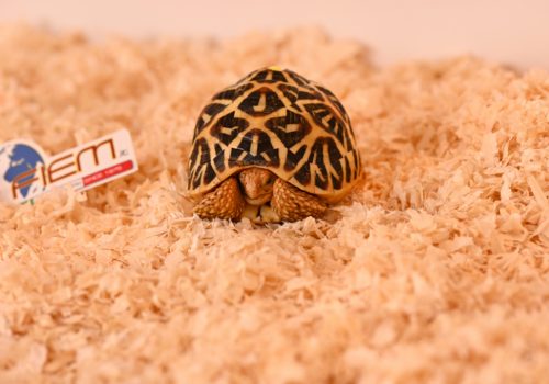 Terrarium - turtle 1