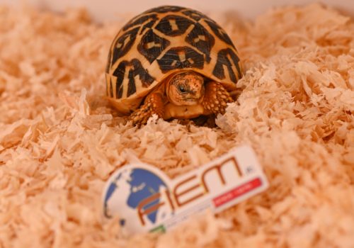 Terrarium - turtle 2