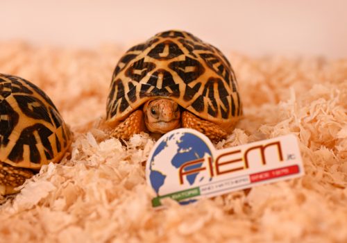 Terrarium - turtle 3
