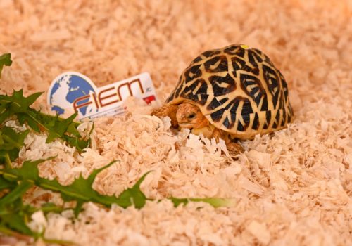 Terrarium - turtle 4